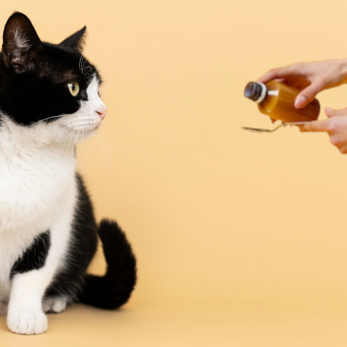 What Are Probiotics for Cats? Can they improve my cat’s digestive health?