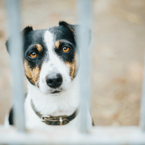 Dog Adoption HK: How to Adopt a Dog in Hong Kong