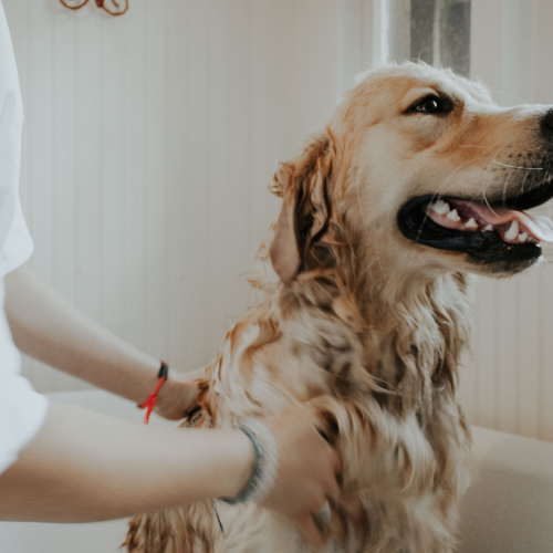 3 Essential Steps to Become Pro Pet Groomer at Home