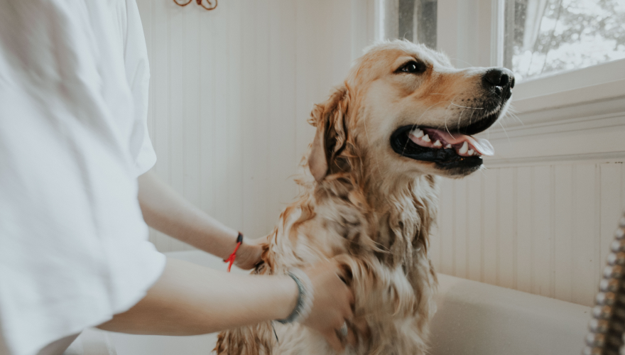 3 Essential Steps to Become Pro Pet Groomer at Home
