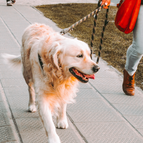 16 Dog Walking Tips You Must Know in Hong Kong