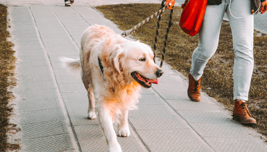 16 Dog Walking Tips You Must Know in Hong Kong