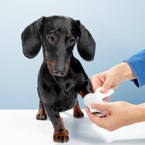 Pet First Aid: Open Wound Care