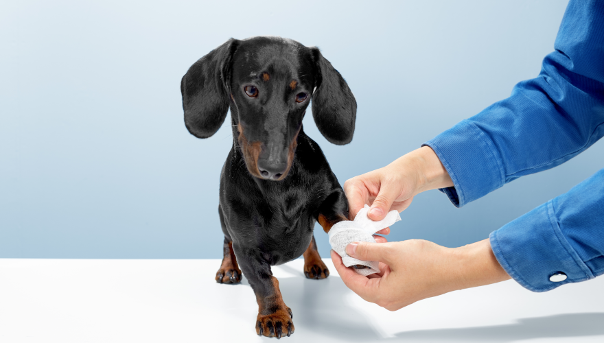 Pet First Aid: Open Wound Care