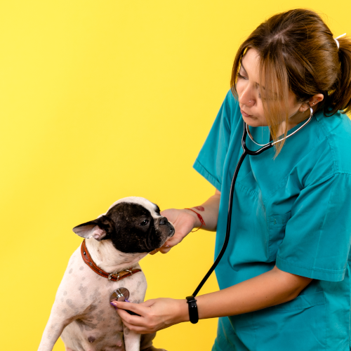 Pet Spaying & Neutering: Why & What to Do After Surgery