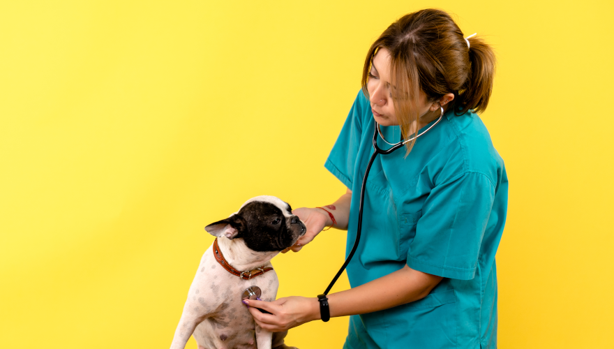 Pet Spaying & Neutering: Why & What to Do After Surgery