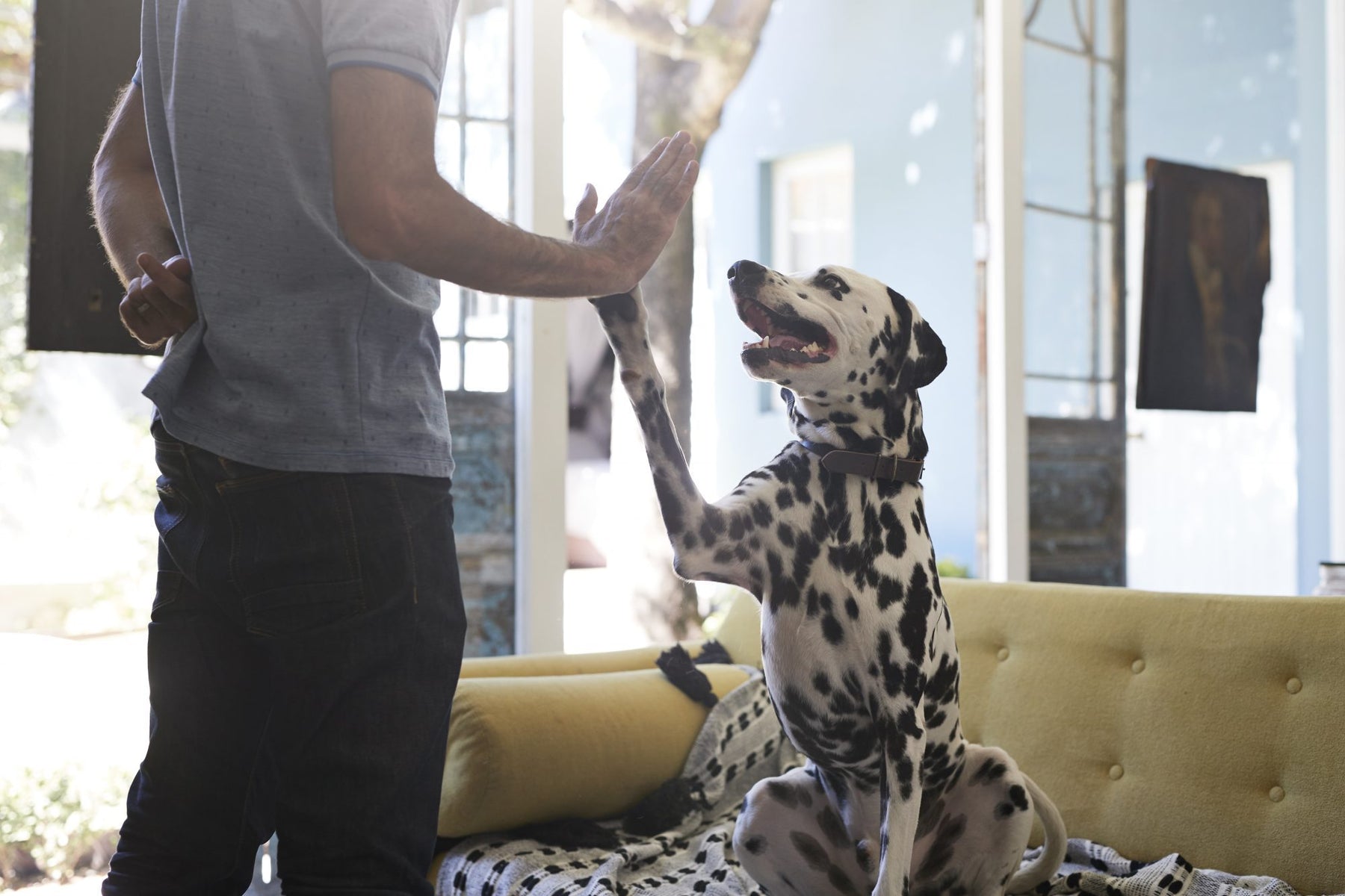 Quiz: Are you a good dog owner?