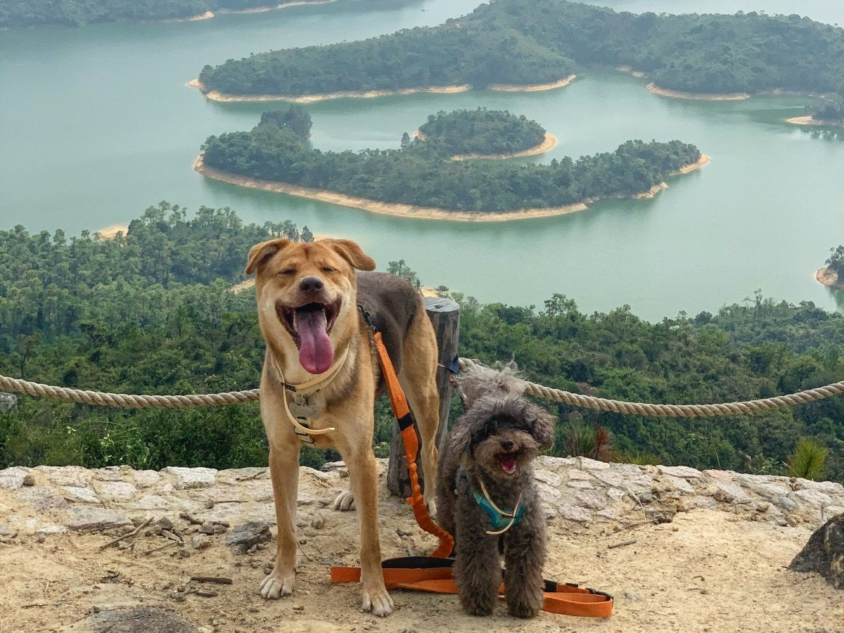 Getting to Know Milo & Soda: The Adoption Story of A Mix-Breed Dog