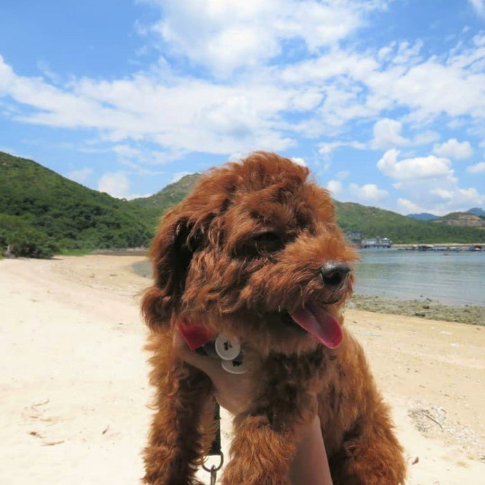 Fun Place to Go with My Dog Browny — Lamma Island