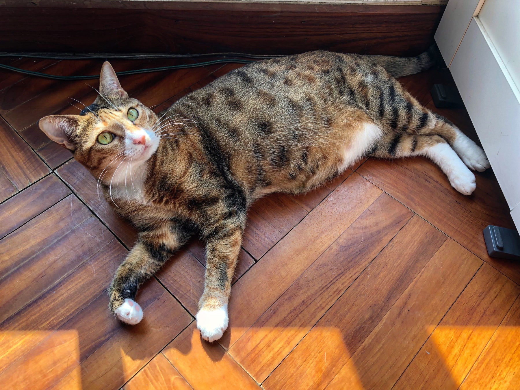 3-Min Interview: A leopard-like, adopted cat Fat Pao