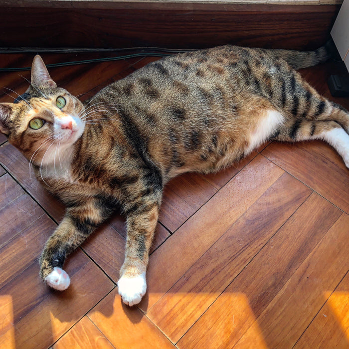 3-Min Interview: A leopard-like, adopted cat Fat Pao