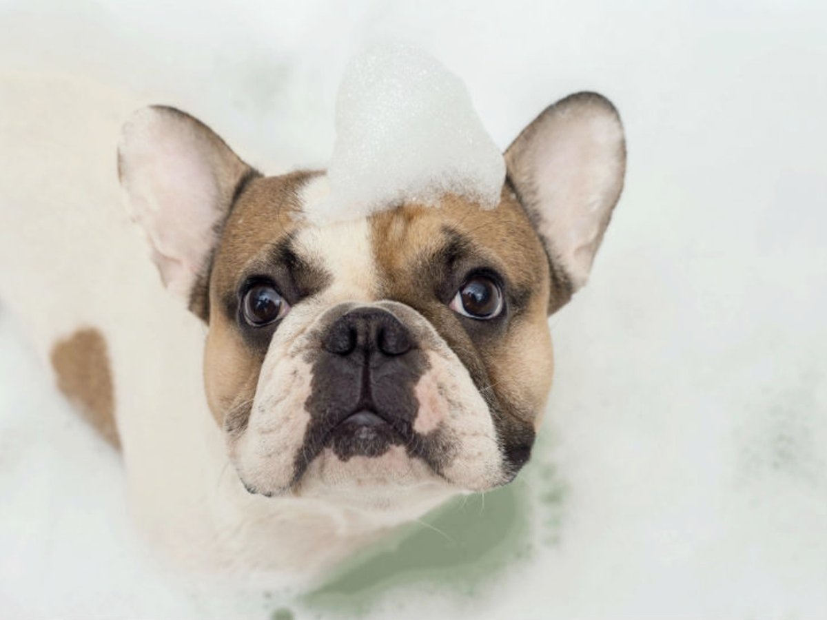 Pet Shampoos that Are Perfect for Pet Grooming