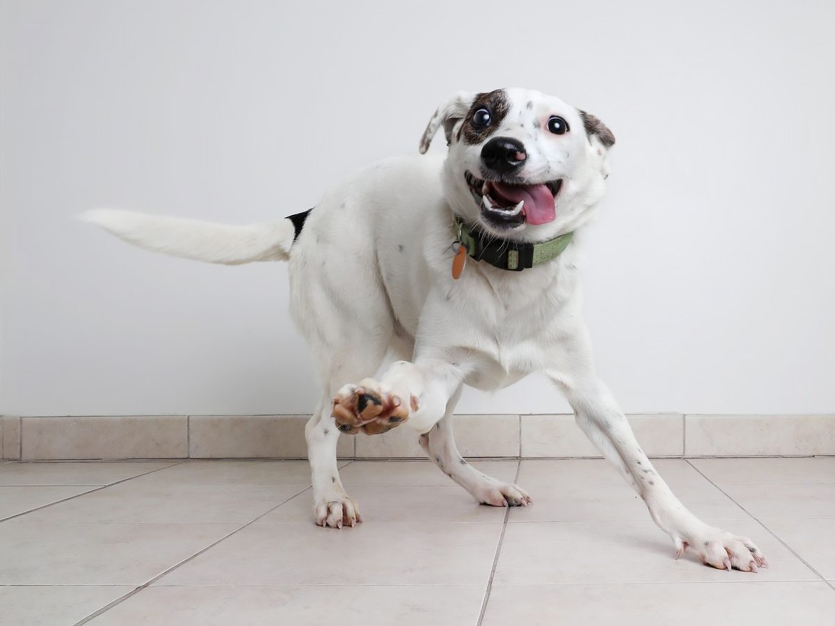 Dog Adoption HK: How to Adopt a Dog in Hong Kong