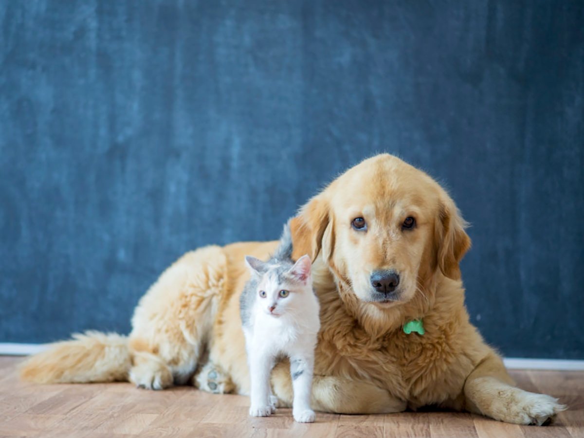 Pet Adoption Checklist: Things You Should Consider Before Adopting