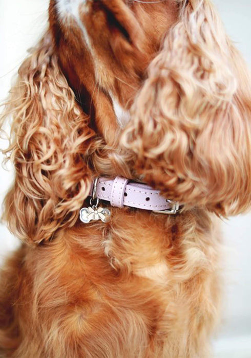 Bone & Home New Cheltenham Leather Dog Collar - Blush