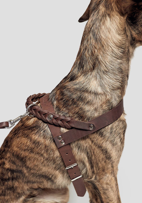 Cloud7 Central Park Leather Dog Harness