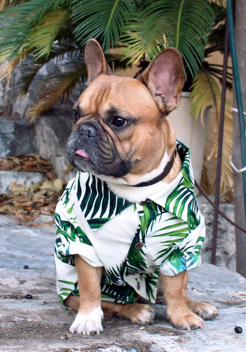 Dog Threads Havana Palms Print Dog Shirt