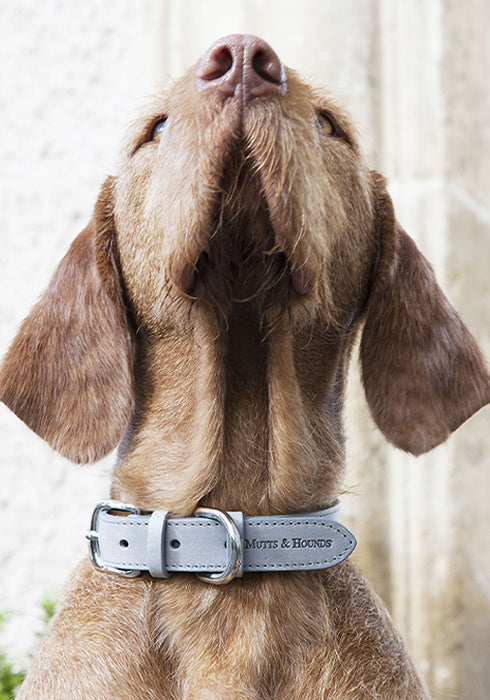 Fetch & Follow Leather Dog Collar - Grey