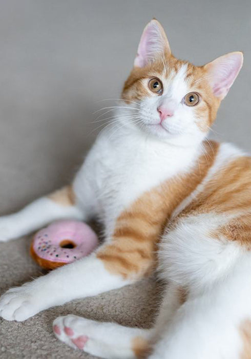 P.L.A.Y. Feline Frenzy Cat Plush Toy - Kitty Kreme Doughnuts