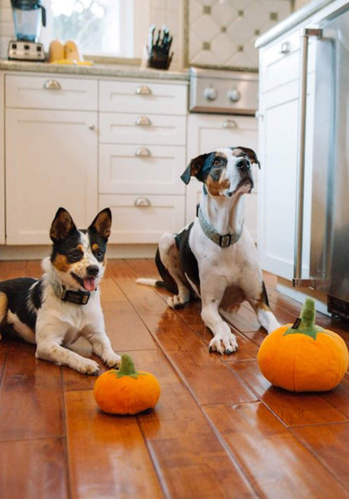 P.L.A.Y. Garden Fresh Pumpkin Dog Plush Toy