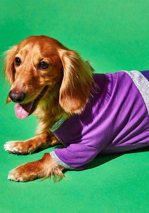 Ware of the Dog Diagonal Stripe Dog T-Shirt - Purple