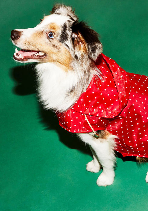 Ware of the Dog Dot Anorak Dog Raincoat With Hood - Red