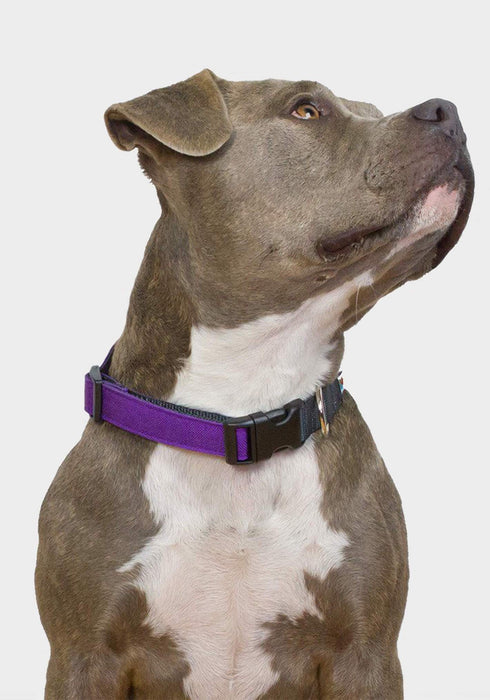 Wildebeest Funston Dog Collar - Purple